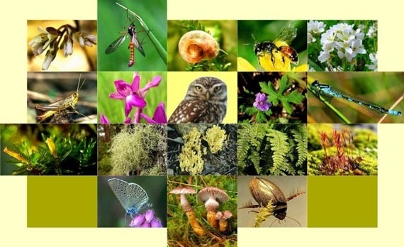 Международный день биологического разнообразия 017