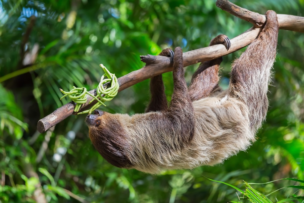 Международный день ленивца (International Sloth Day) 027