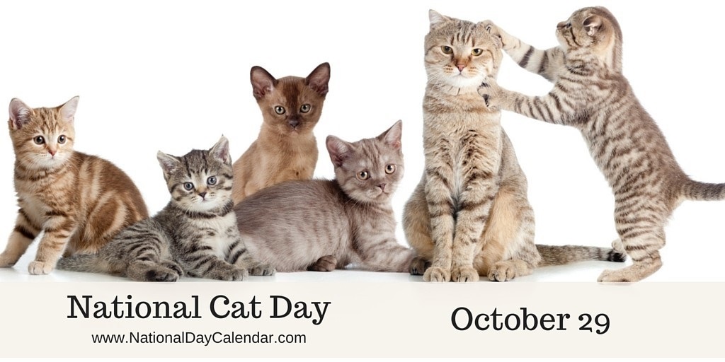 Национальный день кошек в США 014