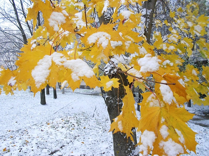 Первый снег в октябре картинки015
