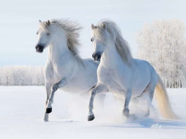 картинки лошади на новый год 023