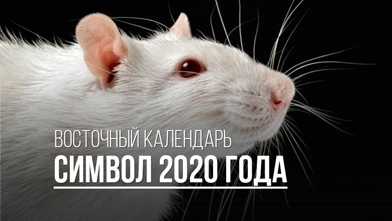 картинки на тему год крысы 024