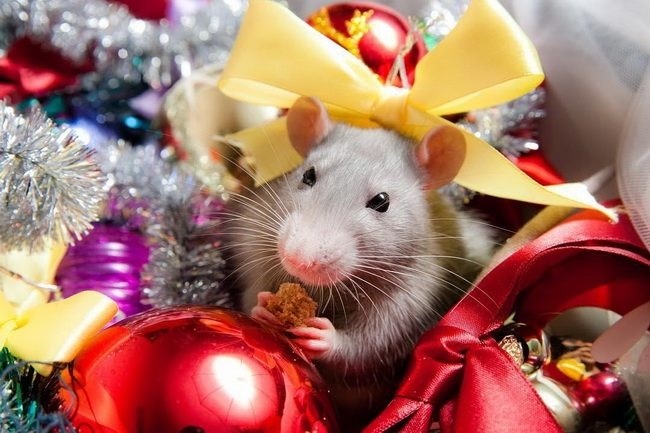 картинки праздника новый год крысы 024