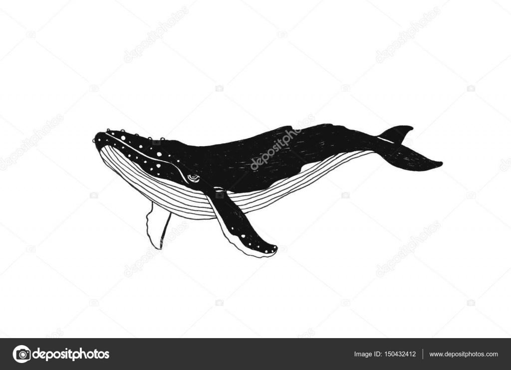 кит контур рисунок 020