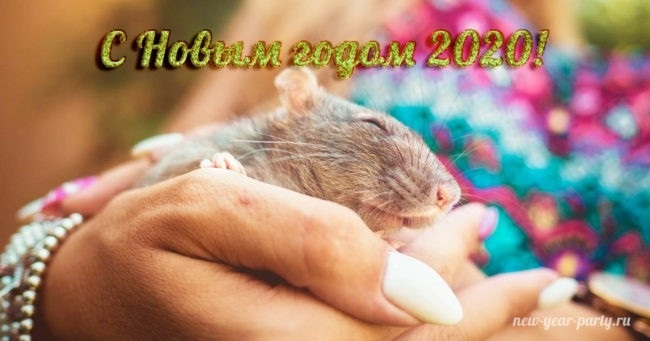 красивые открытки на новый год крысы 2020 021