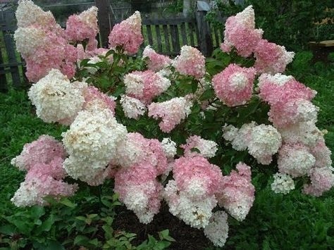 Красивые картинки strawberry vanilla hydrangea015