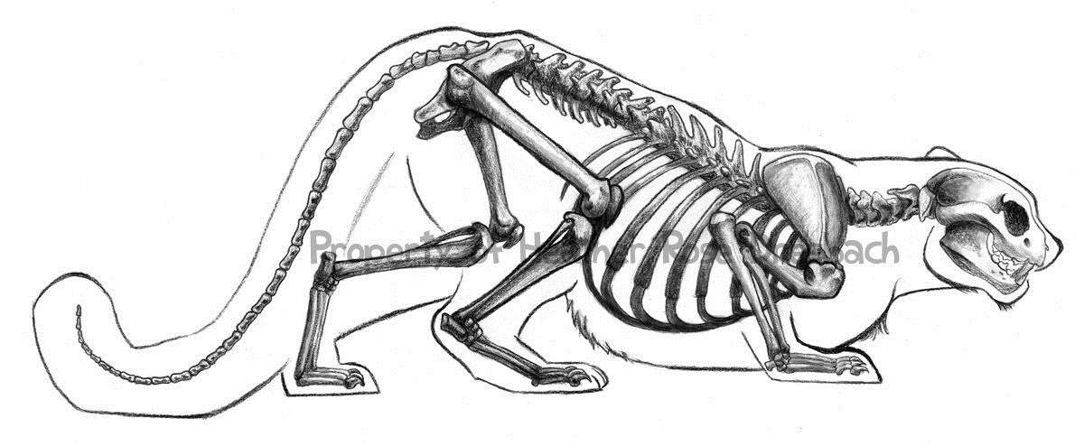 Кот скелет эскиз