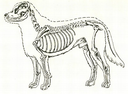 Как нарисовать скелет собаки