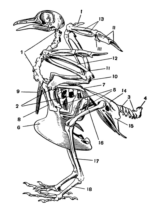 Рисунок скелет птиц