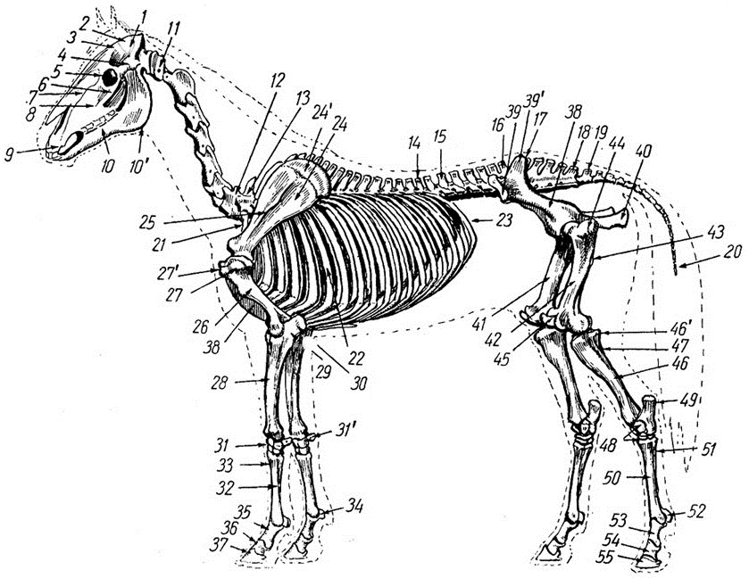 Рисунок скелета лошади