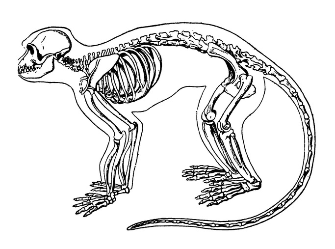 Скелет обезьяны картинки