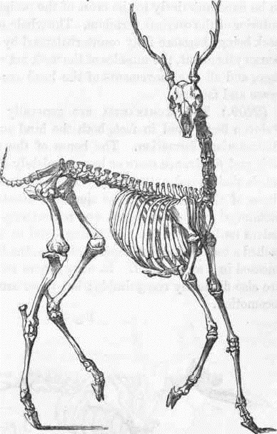 Скелет оленя рисунок