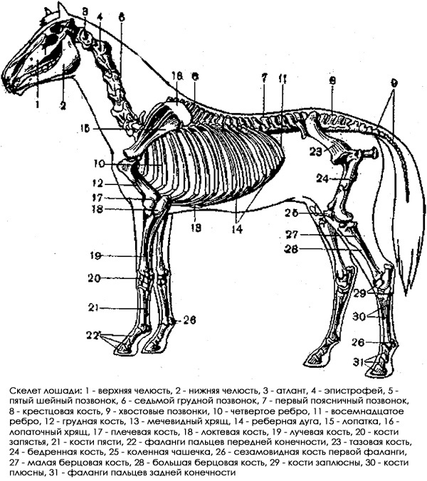 Рисунок скелета лошади