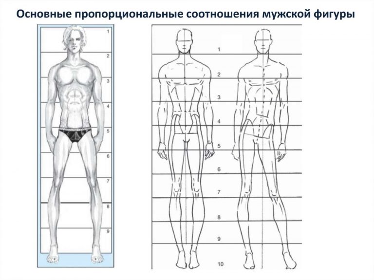 Параметры фигуры мужчины. Пропорции тела мужчины схема. Мужская фигура пропорции. Пропорции фигуры мужчины. Пропорции мужчины для рисования.