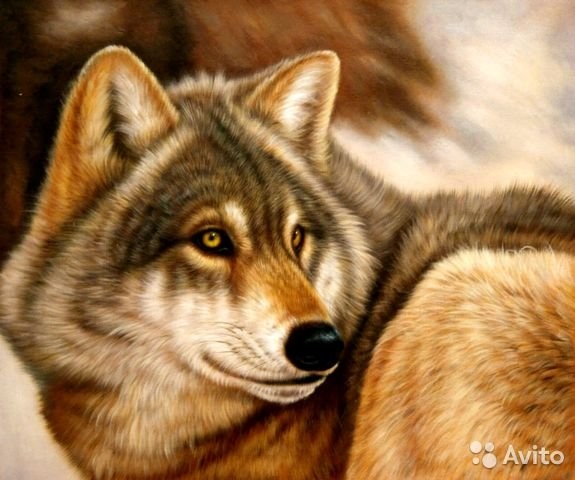 Волк картины маслом 017