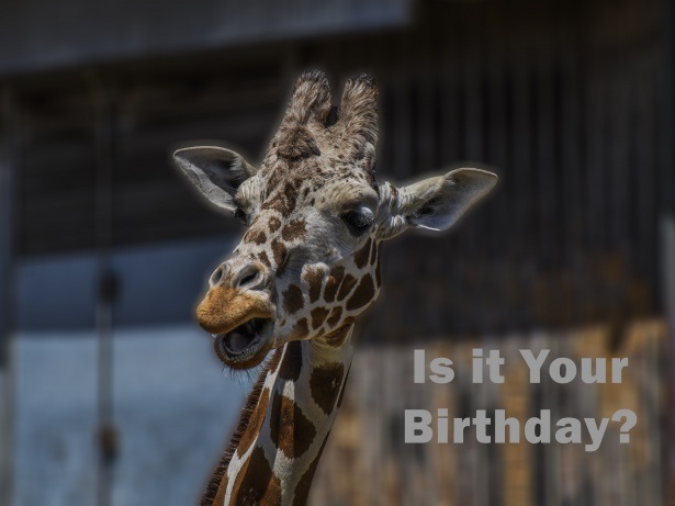 Жирафы с днем рождения 017