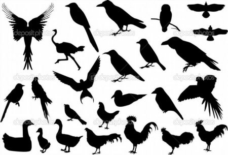 Силуэты птиц для вырезания из бумаги 016