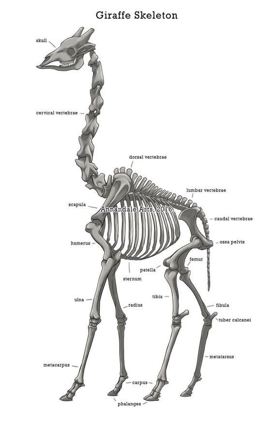 Скелеты животных рисунки 026