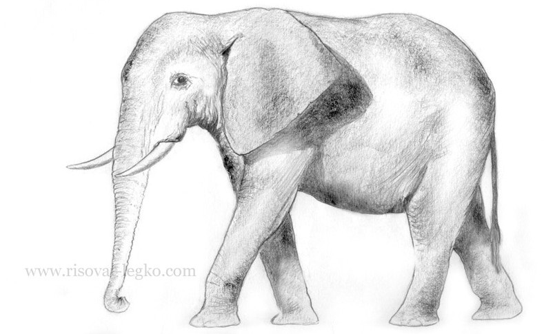 Картинки для срисовки слона 004