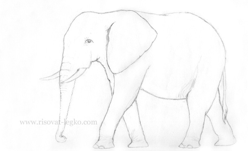 Картинки для срисовки слона 022