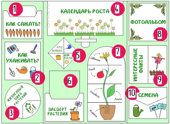 Схема посадки растений для дошкольников