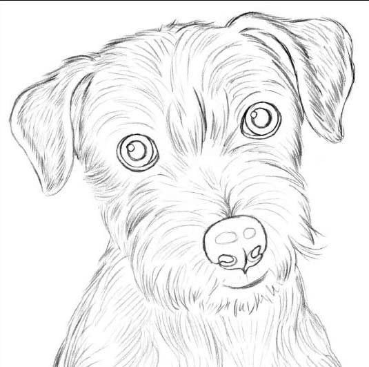 Рисунок собаки для срисовки 001