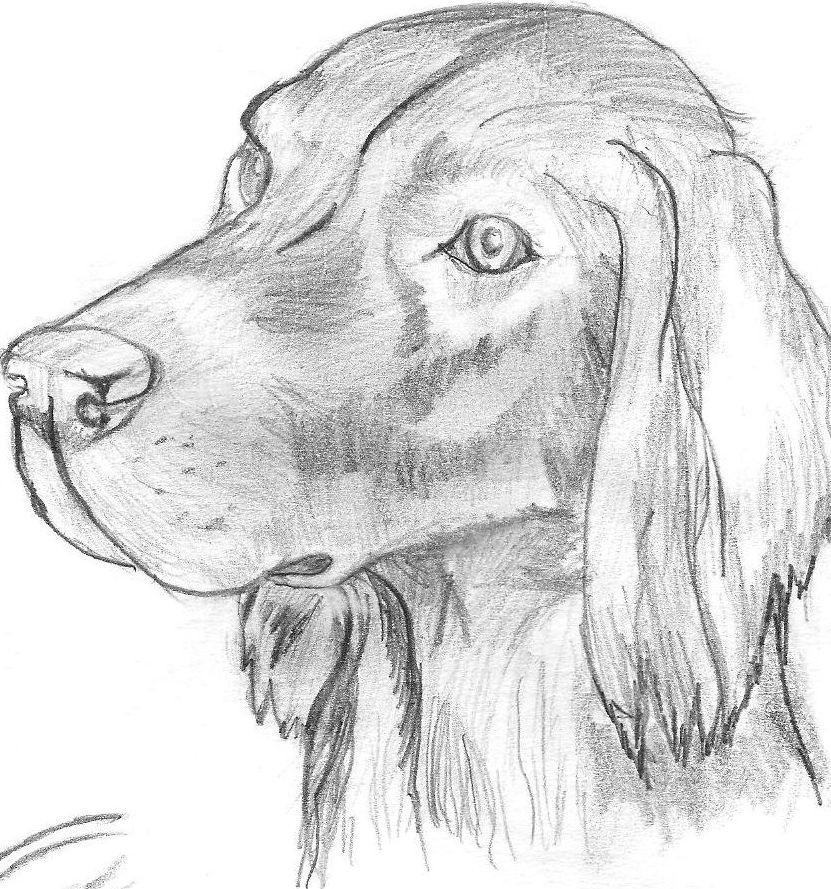 Рисунок собаки для срисовки 014