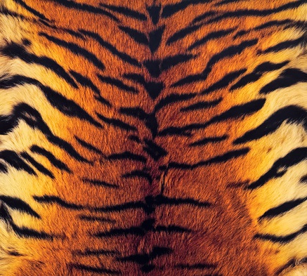 Тигровый фон на айфон 006