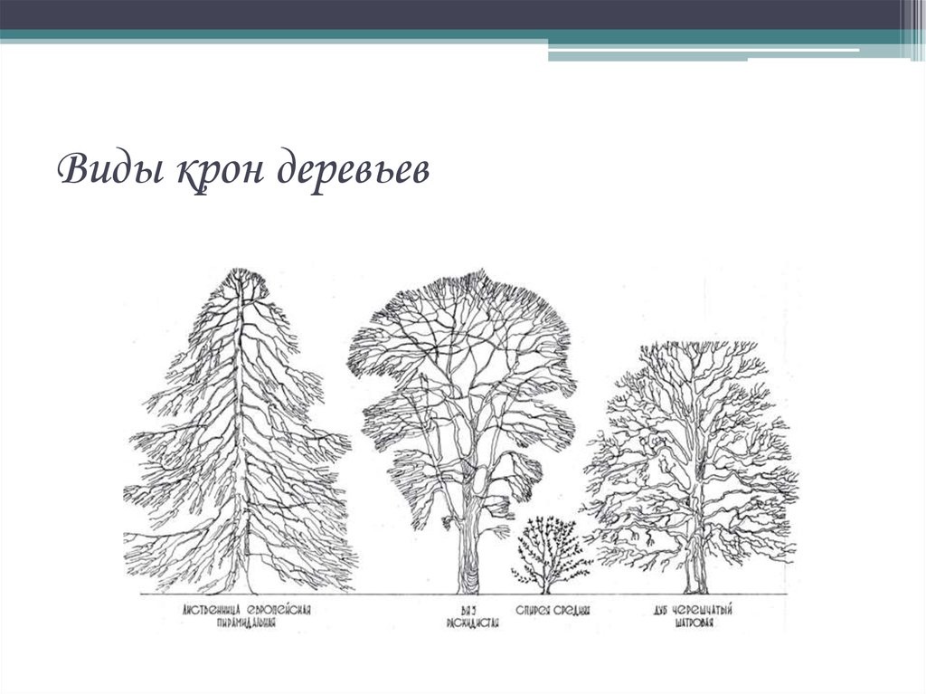 Что такое крона у дерева на картинке