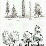 Картинки деревья в графике (17)