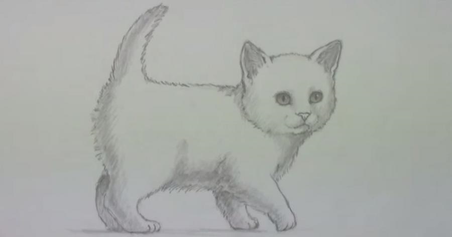 Милые картинки котят для срисовки карандашом (18)
