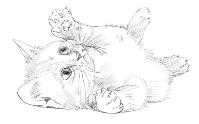Милые картинки котят для срисовки карандашом (29)
