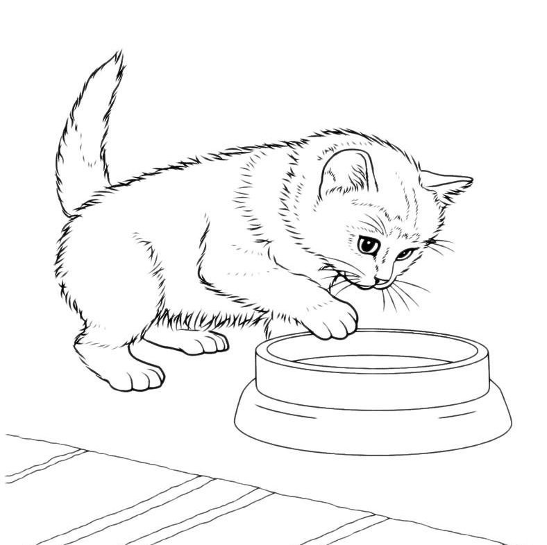 Милые картинки котят для срисовки карандашом (7)