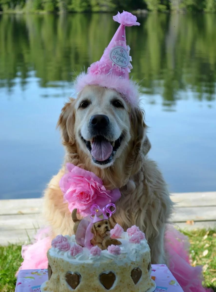 С днем рождения фото собаки