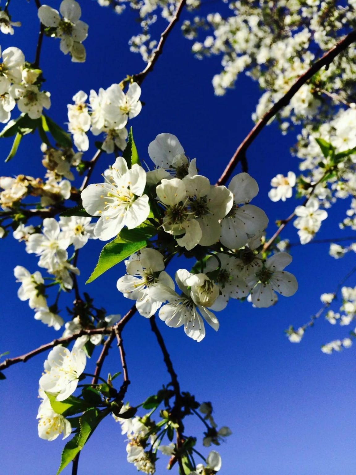 Весна картинки красивые на телефон бесплатно обои