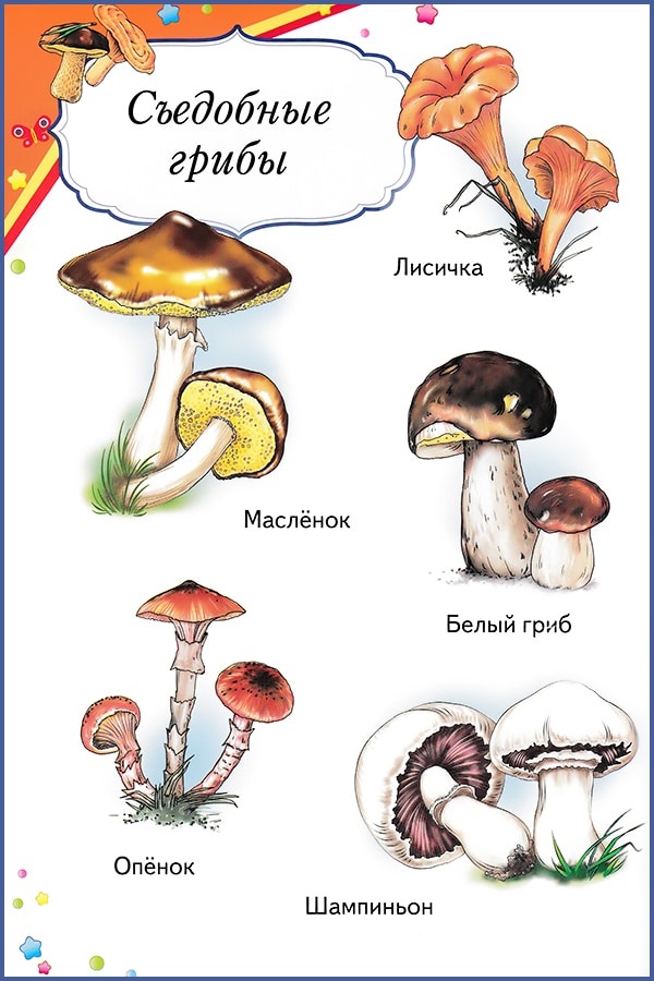Интересные стихи с картинками про грибы (11)