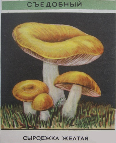 Интересные стихи с картинками про грибы (16)