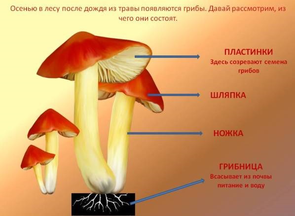 Интересные стихи с картинками про грибы (7)