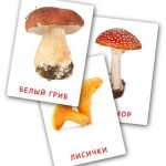 Интересные стихи с картинками про грибы (8)