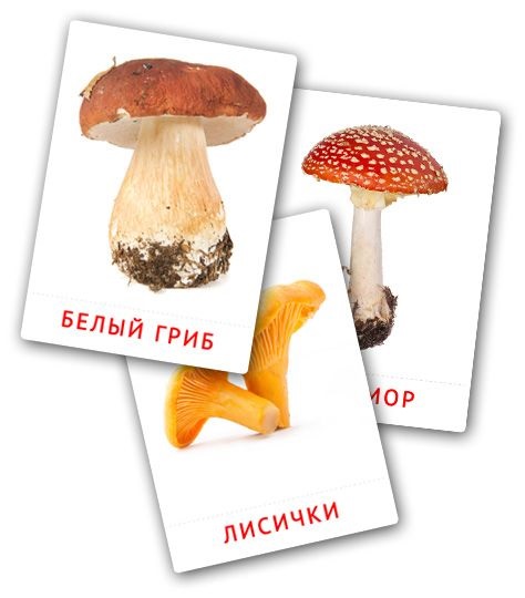 Интересные стихи с картинками про грибы (8)