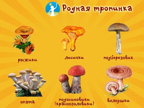 Интересные стихи с картинками про грибы (9)