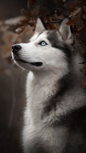 Собаки породы Хаски картинки самые классные (10)