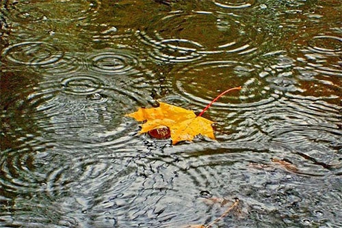 Дождливая погода осенью фото (20)