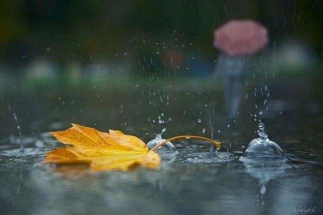 Дождливая погода осенью фото (7)