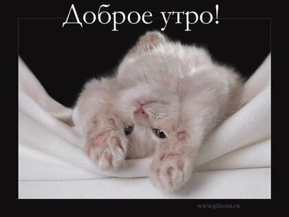 Милые открытки с добрым утром котенок (11)