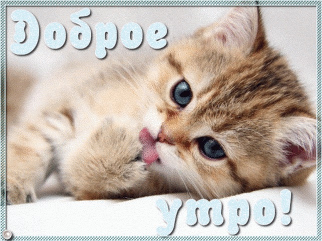 Милые открытки с добрым утром котенок (13)