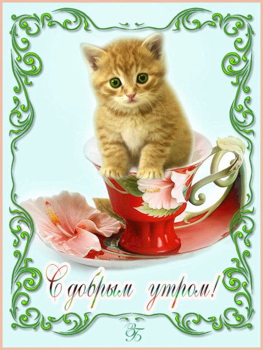 Милые открытки с добрым утром котенок (15)