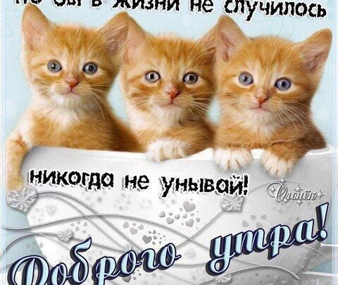 Милые открытки с добрым утром котенок (4)