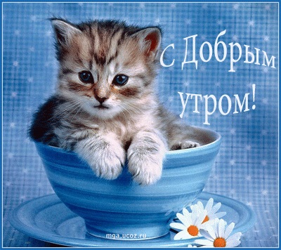 Милые открытки с добрым утром котенок (7)