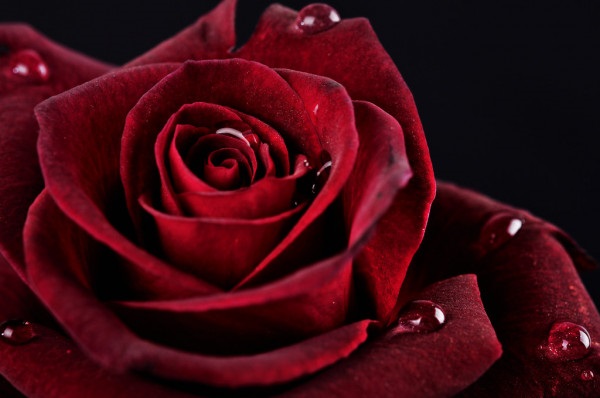 Розы с каплями росы фотосборка (12)